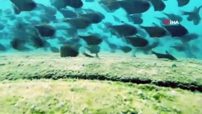  Dünyaca ünlü sahilde Kızıldeniz'den gelen üçgen balıklarının görsel şöleni