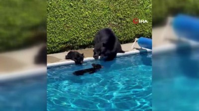  - Kanada'da rekor sıcaklıklardan bunalan ayılar çareyi havuzda buldu