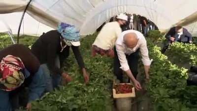 cilek hasadi - AYDIN - Kılıçdaroğlu, çilek hasadına katıldı (2) Videosu