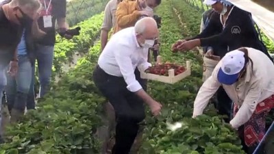 bebek - AYDIN - Kılıçdaroğlu, çilek hasadına katıldı Videosu