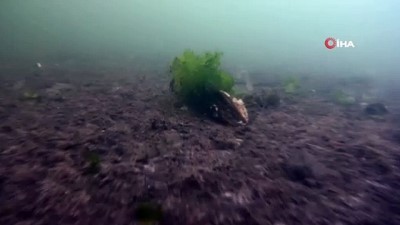 cevre kirliligi -  Bostancı Sahili’nden deniz salyası yoğunluğu su altından görüntülendi Videosu