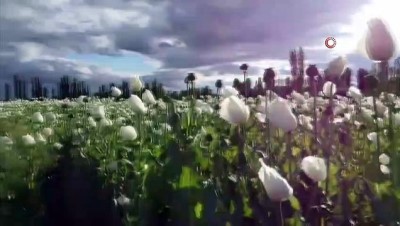 gida sektoru -  Çiçek açan haşhaşlar drone ile görüntülendi Videosu