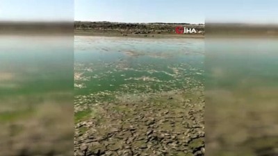 sonbahar -  Diyarbakır’da göl kurudu binlerce balık telef oldu Videosu