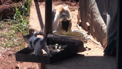 oglan - MANİSA - Boncuk isimli köpek, kulübesinin yanında doğan kedi yavrularına gözü gibi bakıyor Videosu