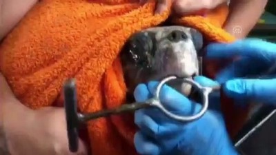 cekim - MUĞLA - Ağzına olta iğnesi takılan caretta caretta yaralandı Videosu