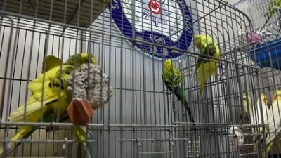 muhabbet - SAMSUN - Kuş hırsızlığı şüphelisi yakalandı Videosu