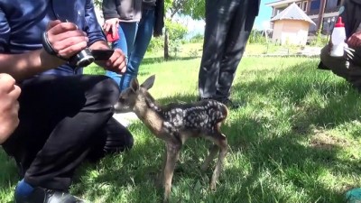 kopek - YOZGAT - Çobanların bulduğu karaca yavrusu biberonla beslendi Videosu