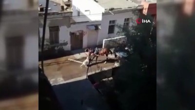 pitbull -  Adana’da pitbull dehşeti: Sahipsiz pitbull cinsi köpek sokakta hurda taşıyan ata saldırdı Videosu