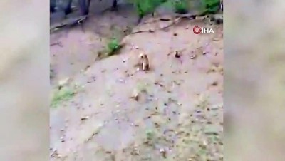 ormanli -  Erzurum’da boz ayı 2 yavrusuyla birlikte ilçeye indi Videosu