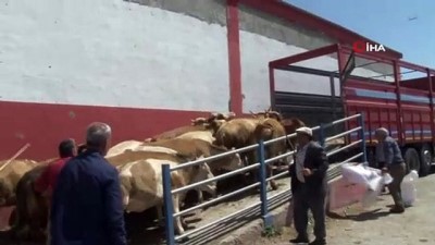 kurbanlik hayvan -  Erzurum'dan batı illerine kurbanlık sevkiyatları başladı Videosu