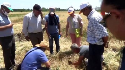 kuraklik -  Iğdır'da buğday hasadı başladı Videosu
