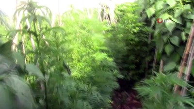 operasyon -   Mersin'de bir serada 2 bin 970 kök kenevir bitkisi ele geçirildi Videosu