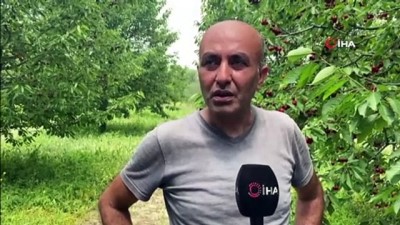 asiri yagis -  - ÖZEL) Ünlü Sultandağı kirazını bu yıl zamansız yağmurlar vurdu Videosu