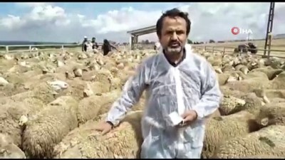 keci -  6 ihtiyaç sahibi aile koyun projesi ile köyüne döndü Videosu