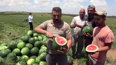 ihlas -  'Adana karpuzu' tarlada 50 kuruşa düştü Videosu