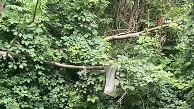  Beyoğlu’nda balkondan düşen genci ağaçlar kurtardı