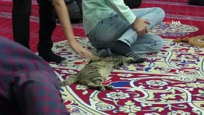  Camiye giren minik kedi çocukların maskotu oldu