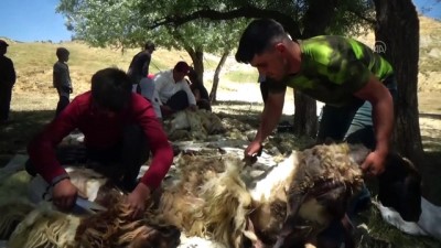 koyun kirkma - MUŞ - Göçerlerin koyun kırkma dönemi başladı Videosu