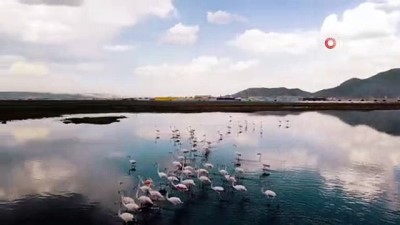 cezbe -  Sazlıktaki Flamingolar görenleri cezbetti Videosu