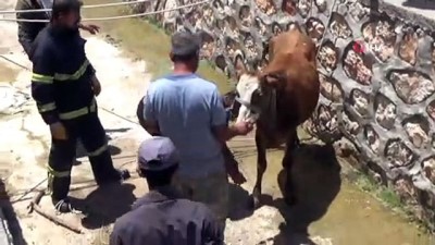 su kanali -  Su kanalına düşen inek itfaiye ekiplerince kurtarıldı Videosu