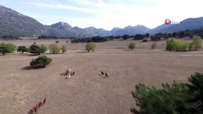 seruven -  Antalya’da özgürlüğün sembolü 'Yılkı Atları' Videosu