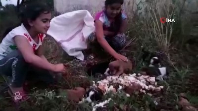 yavru kopek -  Çuvalda ölüme terk edilen köpek yavrularını çocuklar kurtardı Videosu