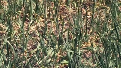hamdolsun - KARS  - TBMM Tarım Orman ve Köyişleri Komisyonu Başkanı Kılıç: 'Kuraklığın farkındayız' Videosu