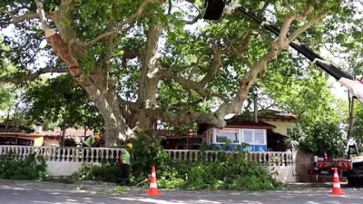 cinar agaci - KIRKLARELİ - Doğal miras kabul edilen Trakya'daki anıt ağaçlar özel bakıma alındı Videosu