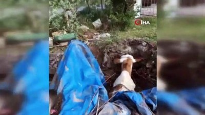 sevindik -  Kuyuya düşen ineği fark eden kangal köpeği saatlerce başından ayrılmadı Videosu