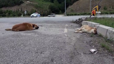  Samsun'da duygulandıran görüntüler...Köpek, kazada ölen diğer köpeğin yanından bir an olsun ayrılmadı