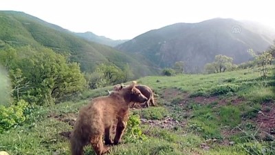 SİVAS - Boz ayı ailesinin banyo keyfini fotokapan görüntüledi