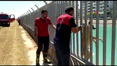 demir parmaklik -  Sulama kanalına düşen köpek itfaiye ekipleri tarafından kurtarıldı Videosu
