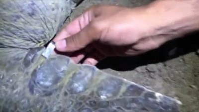 aliskanlik - ADANA - Yeşil deniz kaplumbağaları, Adana Akyatan Sahili'ne yumurta bırakmaya başladı Videosu