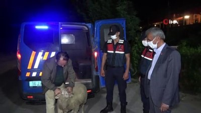 karaagac -  Firar eden kurbanlık koçu 13 saat sonra jandarma ekipleri buldu Videosu