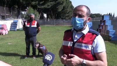 MANİSA - Dedektör köpek Volta'nın 'emekliliği' eğitmeni jandarma personelini üzdü