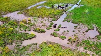 hava sicakligi - OSMANİYE - Sıcaktan bunalan mandalar çamurlu suda serinliyor Videosu