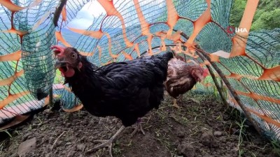 yumurta -  Sebzeleri tavuklarından korumak için 70 metrelik tünel yaptı Videosu