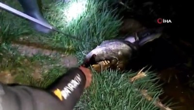 amator balikci -  Tekirdağ'da dev yayın balığı yakalandı Videosu
