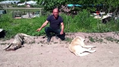  Yalova'da 7 köpek zehirlenerek telef edildi