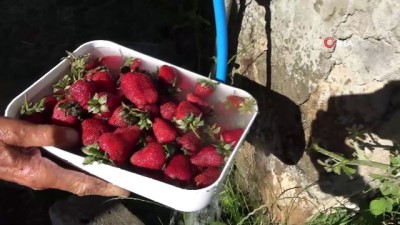 istifa -  Bu bahçede toplamak ve yemek ücretsiz...Yetiştirdiği ürünleri ikram ediyor Videosu