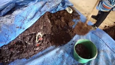 aile ekonomisi - HATAY - Evinin bodrumunda beslediği solucanlardan yıllık 12 ton gübre üretiyor Videosu