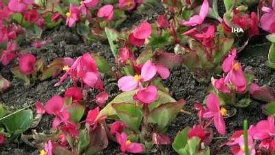 cocuk parki -  Sinop 40 bin çiçekle güzelleşiyor Videosu