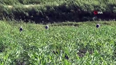 gocmen kus -  Çiftçi dostu leylekler iş başında Videosu