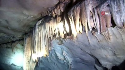 biyoloji -  Güneydoğu Anadolu Bölgesinde ilk defa mağara çekirgesi görüldü Videosu