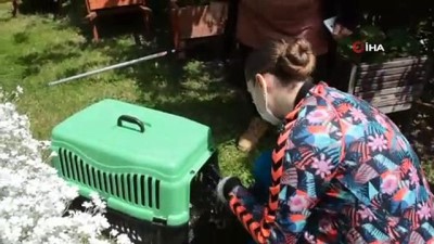 yumurta -  Kargaların saldırısına uğrayan martıyı vatandaşlar kurtardı Videosu