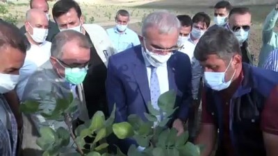 haziran ayi - DİYARBAKIR -  Sert kabuklu meyve üretimi artırılacak Videosu