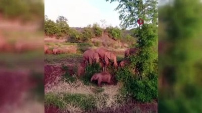 nufus sayimi -  - Göç eden firari fil sürüsü Çin'in Kunming şehrinde durakladı Videosu