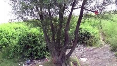 helal -  Sultangazi'de bir kişi ağaca asılı halde bulundu Videosu