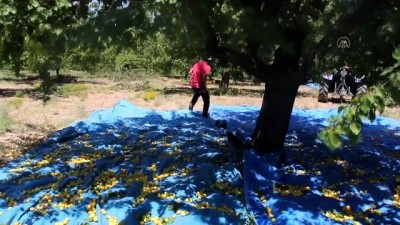 para odulu - MALATYA - 30 ilden gelen fotoğraf sanatçıları kayısı hasadını fotoğrafladı Videosu