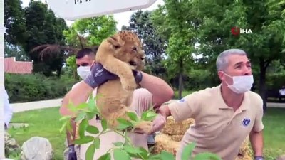 hayvanat bahcesi -  Aslan ailesinde yavru sevinci Videosu